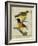 Baltimore Oriole and the Crossbred Baltimore Oriole-Georges-Louis Buffon-Framed Giclee Print