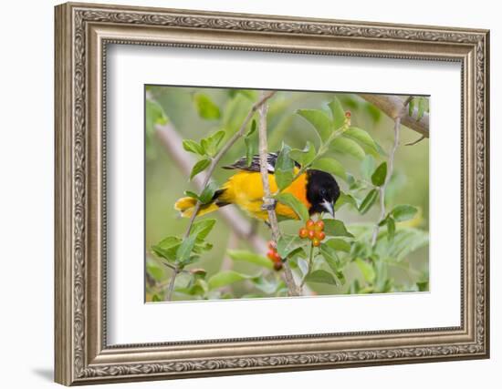 Baltimore Oriole Bird Foraging During Migration on South Padre Island, Texas, USA-Larry Ditto-Framed Photographic Print