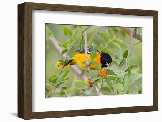 Baltimore Oriole Bird Foraging During Migration on South Padre Island, Texas, USA-Larry Ditto-Framed Photographic Print