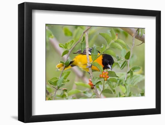 Baltimore Oriole Bird Foraging During Migration on South Padre Island, Texas, USA-Larry Ditto-Framed Photographic Print