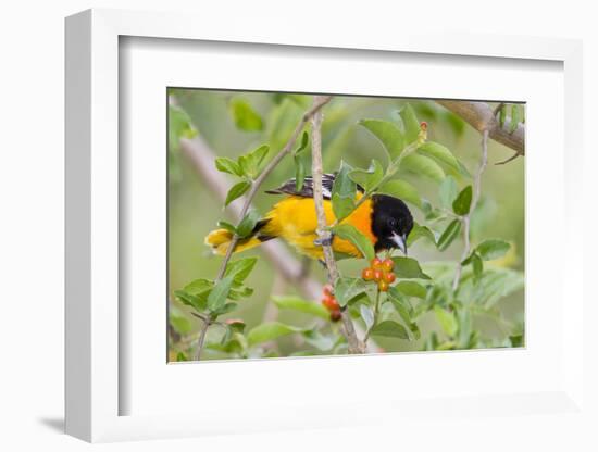 Baltimore Oriole Bird Foraging During Migration on South Padre Island, Texas, USA-Larry Ditto-Framed Photographic Print