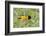 Baltimore Oriole Bird Foraging During Migration on South Padre Island, Texas, USA-Larry Ditto-Framed Photographic Print