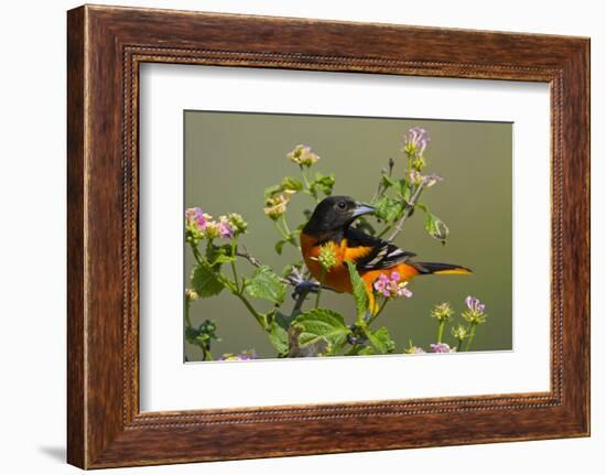 Baltimore Oriole Bird Foraging During Migration on South Padre Island, Texas, USA-Larry Ditto-Framed Photographic Print