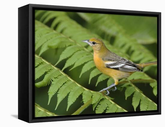 Baltimore Oriole, Central Valley, Costa Rica-Rolf Nussbaumer-Framed Premier Image Canvas