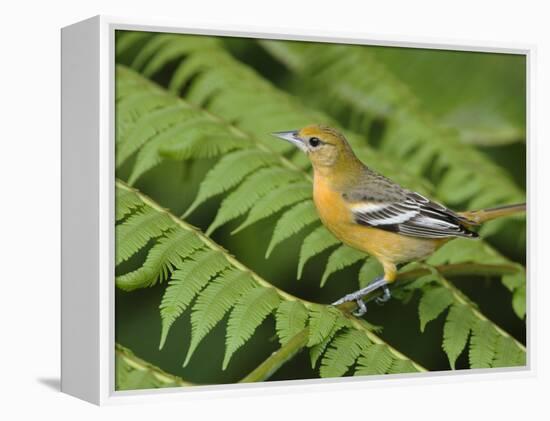 Baltimore Oriole, Central Valley, Costa Rica-Rolf Nussbaumer-Framed Premier Image Canvas