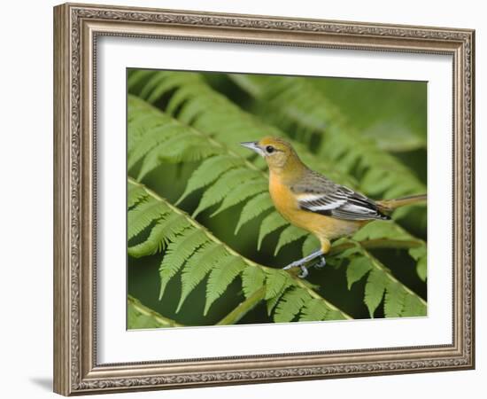 Baltimore Oriole, Central Valley, Costa Rica-Rolf Nussbaumer-Framed Photographic Print