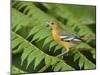 Baltimore Oriole, Central Valley, Costa Rica-Rolf Nussbaumer-Mounted Photographic Print