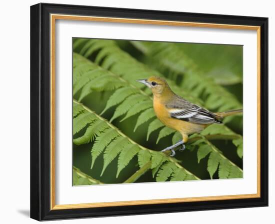 Baltimore Oriole, Central Valley, Costa Rica-Rolf Nussbaumer-Framed Photographic Print