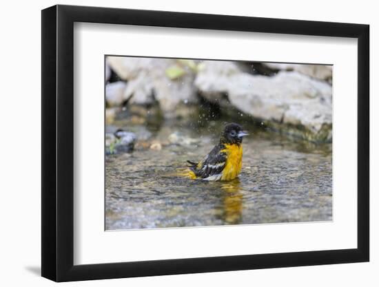 Baltimore oriole female bathing, Marion County, Illinois.-Richard & Susan Day-Framed Photographic Print