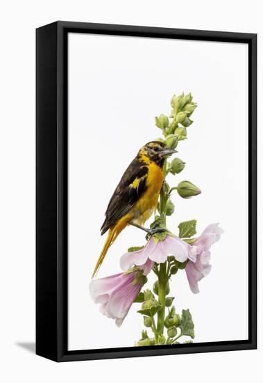 Baltimore oriole female on hollyhock, Marion County, Illinois.-Richard & Susan Day-Framed Premier Image Canvas