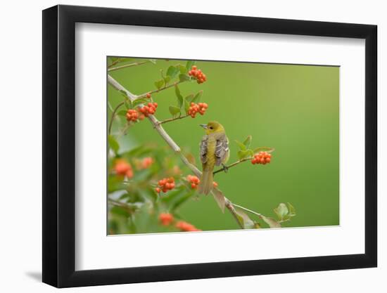Baltimore oriole female perched on Berlandier's fiddlewood-Rolf Nussbaumer-Framed Photographic Print