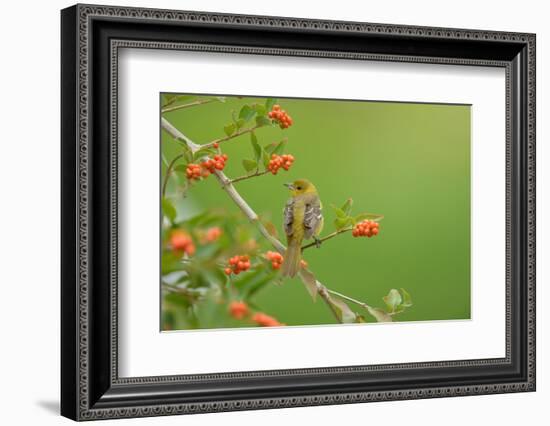 Baltimore oriole female perched on Berlandier's fiddlewood-Rolf Nussbaumer-Framed Photographic Print