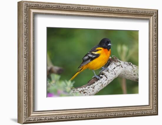 Baltimore Oriole foraging during migration on South Padre Island, Texas-Larry Ditto-Framed Photographic Print