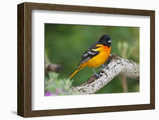 Baltimore Oriole foraging during migration on South Padre Island, Texas-Larry Ditto-Framed Photographic Print