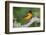 Baltimore Oriole foraging during migration on South Padre Island, Texas-Larry Ditto-Framed Photographic Print