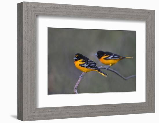 Baltimore Oriole (Icterus galbula) adults perched-Larry Ditto-Framed Photographic Print