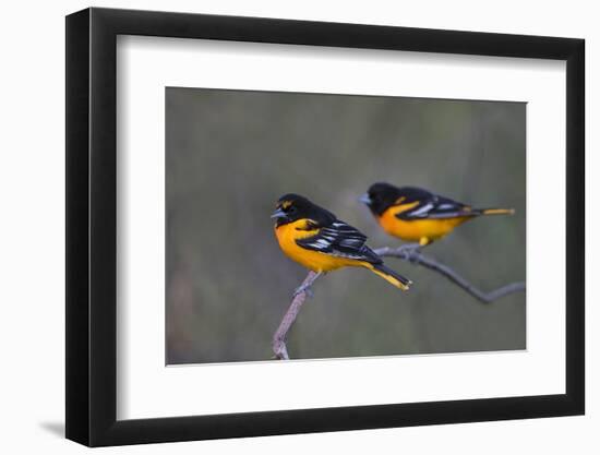 Baltimore Oriole (Icterus galbula) adults perched-Larry Ditto-Framed Photographic Print