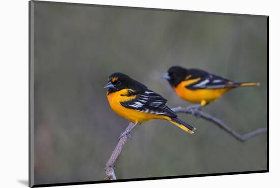 Baltimore Oriole (Icterus galbula) adults perched-Larry Ditto-Mounted Photographic Print