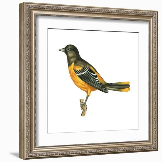 Baltimore Oriole (Icterus Galbula), Birds-Encyclopaedia Britannica-Framed Art Print