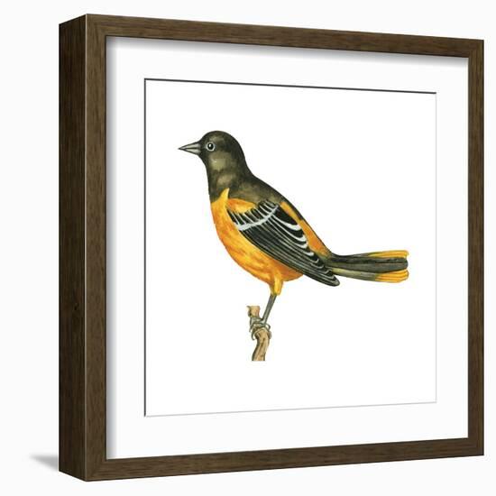 Baltimore Oriole (Icterus Galbula), Birds-Encyclopaedia Britannica-Framed Art Print