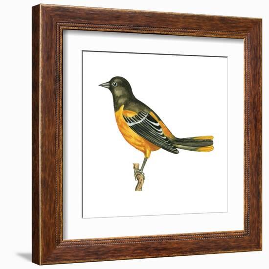 Baltimore Oriole (Icterus Galbula), Birds-Encyclopaedia Britannica-Framed Art Print