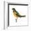 Baltimore Oriole (Icterus Galbula), Birds-Encyclopaedia Britannica-Framed Art Print