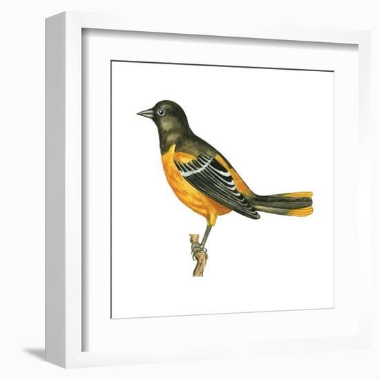 Baltimore Oriole (Icterus Galbula), Birds-Encyclopaedia Britannica-Framed Art Print