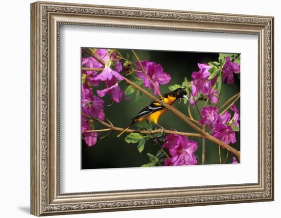 Baltimore Oriole Male on Azalea Bush, Marion, Il-Richard and Susan Day-Framed Photographic Print