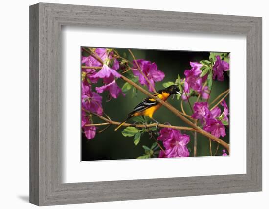 Baltimore Oriole Male on Azalea Bush, Marion, Il-Richard and Susan Day-Framed Photographic Print