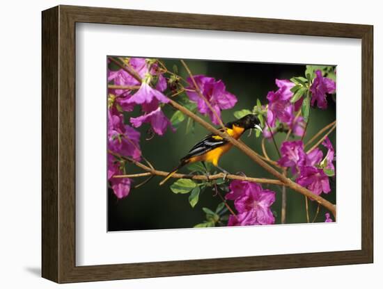 Baltimore Oriole Male on Azalea Bush, Marion, Il-Richard and Susan Day-Framed Photographic Print