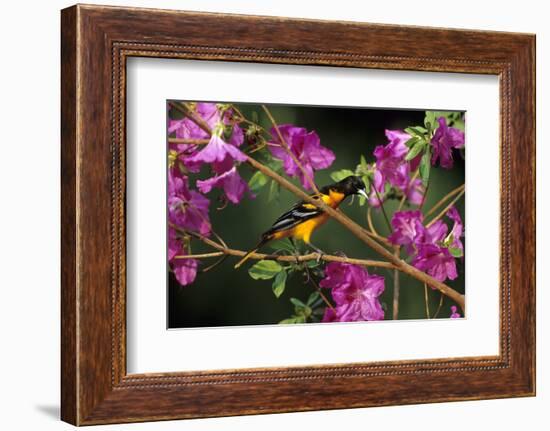 Baltimore Oriole Male on Azalea Bush, Marion, Il-Richard and Susan Day-Framed Photographic Print