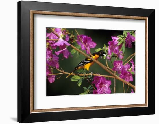 Baltimore Oriole Male on Azalea Bush, Marion, Il-Richard and Susan Day-Framed Photographic Print
