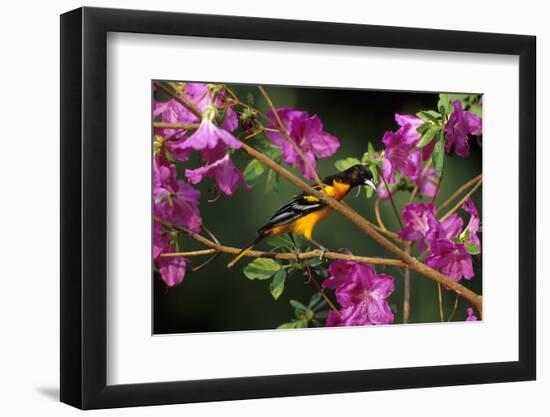 Baltimore Oriole Male on Azalea Bush, Marion, Il-Richard and Susan Day-Framed Photographic Print