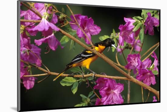 Baltimore Oriole Male on Azalea Bush, Marion, Il-Richard and Susan Day-Mounted Photographic Print