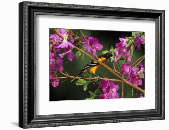 Baltimore Oriole Male on Azalea Bush, Marion, Il-Richard and Susan Day-Framed Photographic Print