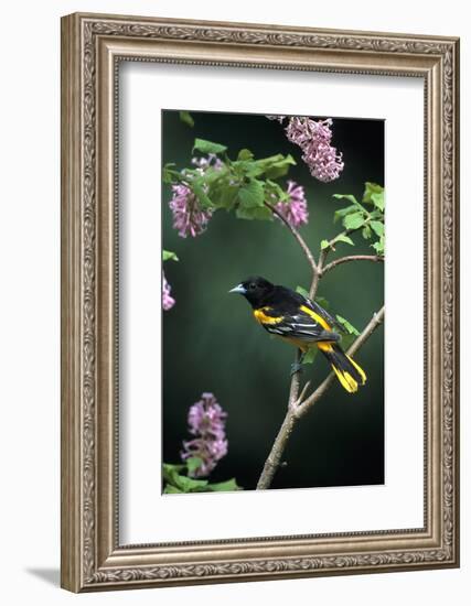 Baltimore Oriole Male on Lilac Bush, Marion Co, Il-Richard and Susan Day-Framed Photographic Print