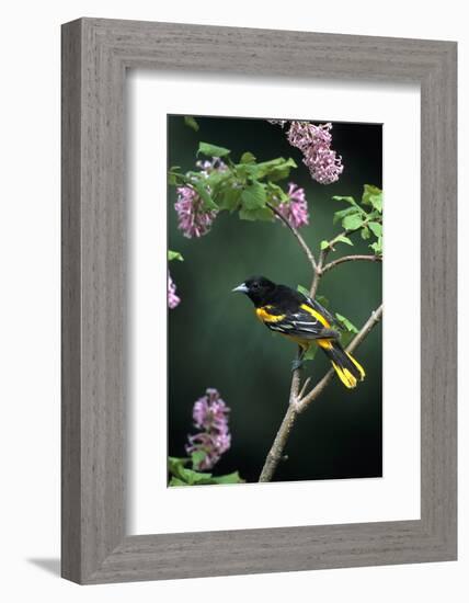 Baltimore Oriole Male on Lilac Bush, Marion Co, Il-Richard and Susan Day-Framed Photographic Print