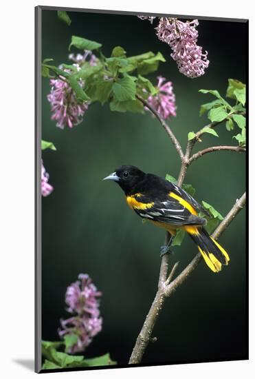 Baltimore Oriole Male on Lilac Bush, Marion Co, Il-Richard and Susan Day-Mounted Photographic Print