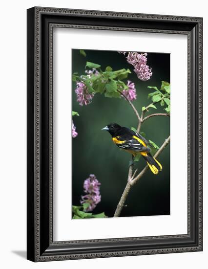 Baltimore Oriole Male on Lilac Bush, Marion Co, Il-Richard and Susan Day-Framed Photographic Print