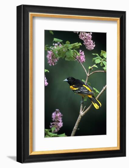 Baltimore Oriole Male on Lilac Bush, Marion Co, Il-Richard and Susan Day-Framed Photographic Print