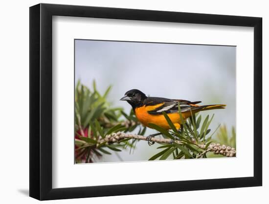 Baltimore Oriole Male Perched-Larry Ditto-Framed Photographic Print