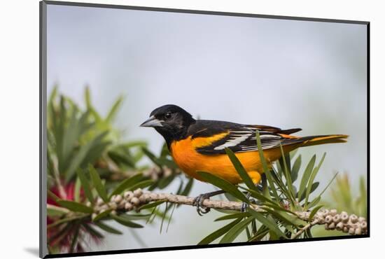 Baltimore Oriole Male Perched-Larry Ditto-Mounted Photographic Print