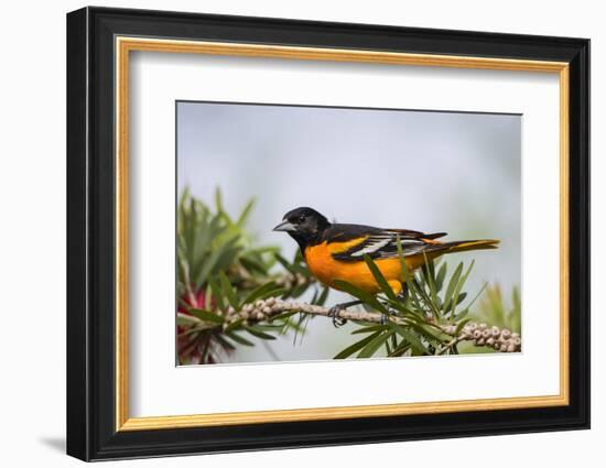 Baltimore Oriole Male Perched-Larry Ditto-Framed Photographic Print