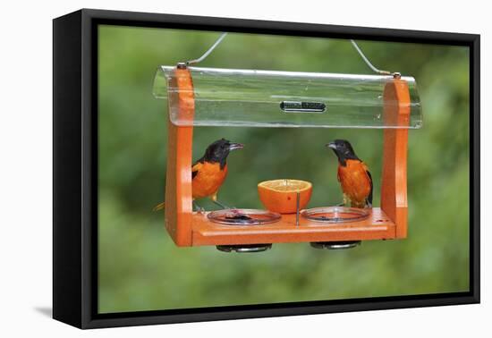 Baltimore Oriole Males Feeding at Jelly and Fruit Feeder-null-Framed Premier Image Canvas