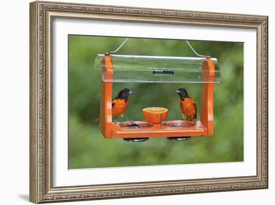 Baltimore Oriole Males Feeding at Jelly and Fruit Feeder-null-Framed Photographic Print