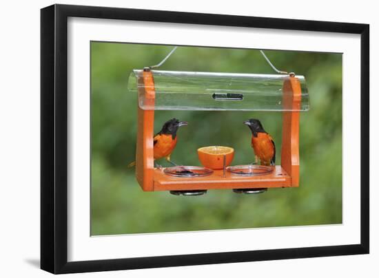 Baltimore Oriole Males Feeding at Jelly and Fruit Feeder-null-Framed Photographic Print