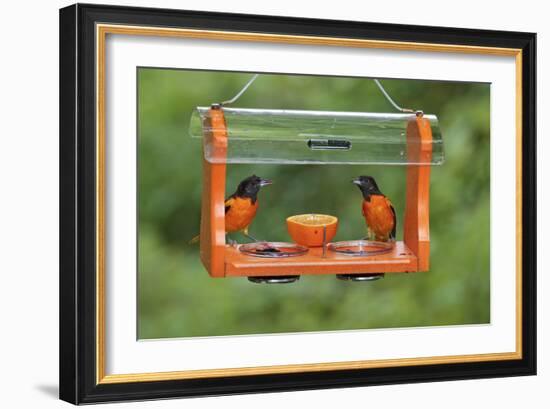 Baltimore Oriole Males Feeding at Jelly and Fruit Feeder-null-Framed Photographic Print