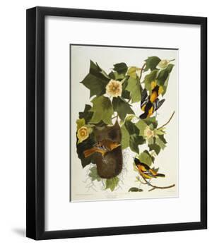 Baltimore Oriole. Northern Oriole (Icterus Galula), from 'The Birds of America'-John James Audubon-Framed Giclee Print