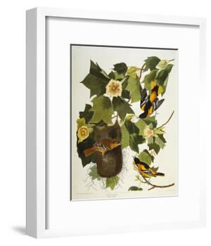 Baltimore Oriole. Northern Oriole (Icterus Galula), from 'The Birds of America'-John James Audubon-Framed Giclee Print