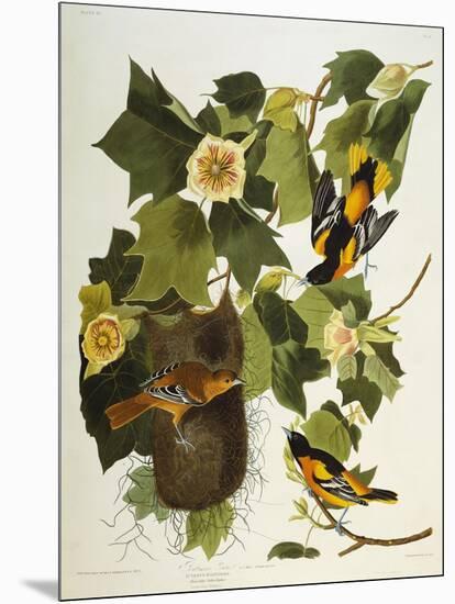 Baltimore Oriole. Northern Oriole (Icterus Galula), from 'The Birds of America'-John James Audubon-Mounted Giclee Print